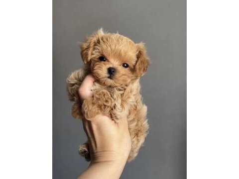 Korean teacup maltipoo bebekler