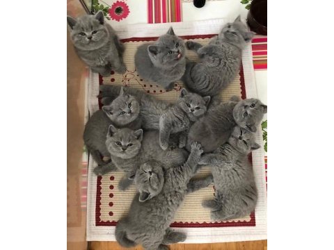 Siyam mavi göz orjinal canlı gelip bakabilirsiniz