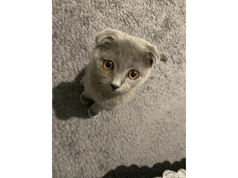 Scottish fold 4 aylık