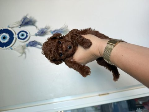 Teacup poodle