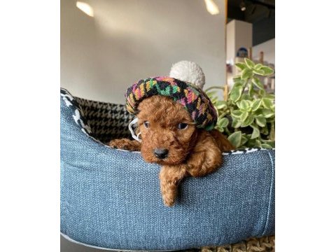 Kore kan teacup toy poddle bebeklerimiz