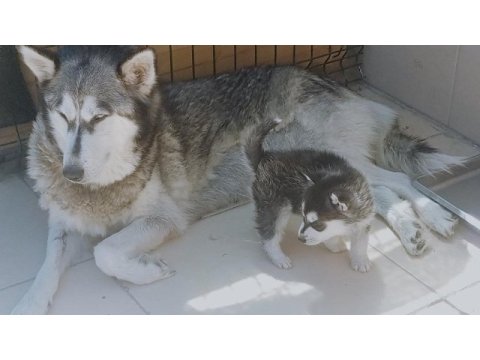 Maskeli mavi gözlü safkan husky yavrular