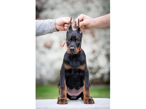 Irkının en kalitelisi doberman yavrular