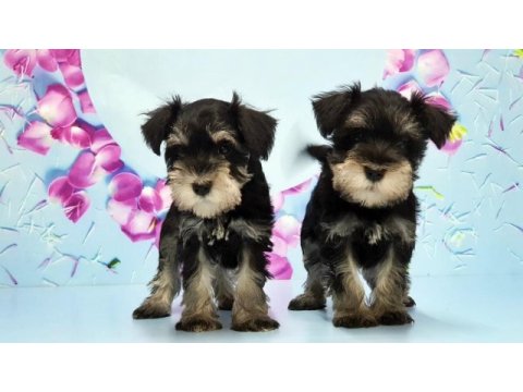 Black silver minyatür schnauzer yavru