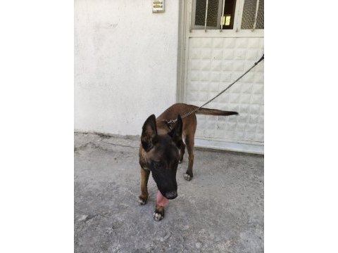 Sahibinden sahiplendirilecek belçika kurdu
