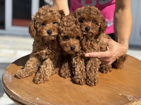 Ankaranın en seçkin toy poodle yavruları