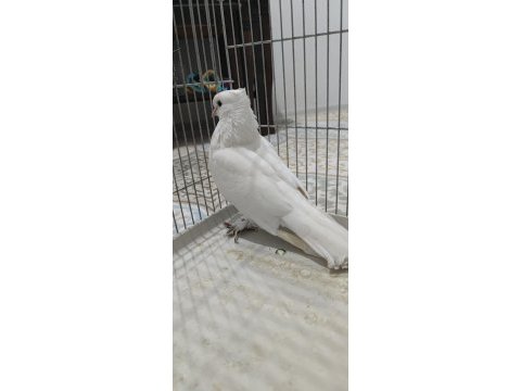 Beyaz paçalı güvercin