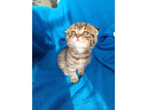 Erkek scottish fold erkek