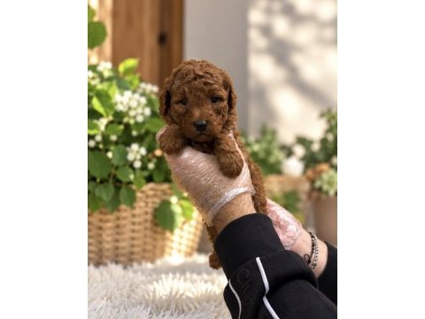 Red toy poodle yavrularımız