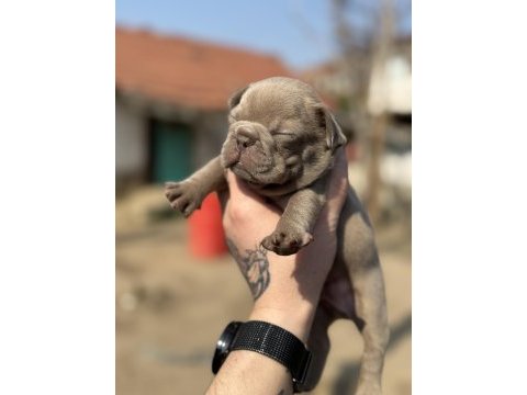 Mükemmel anatomi french bulldog bebekler