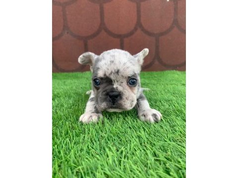 Kalıcı renkli gözlü ırk garantili french bulldog yavrularım