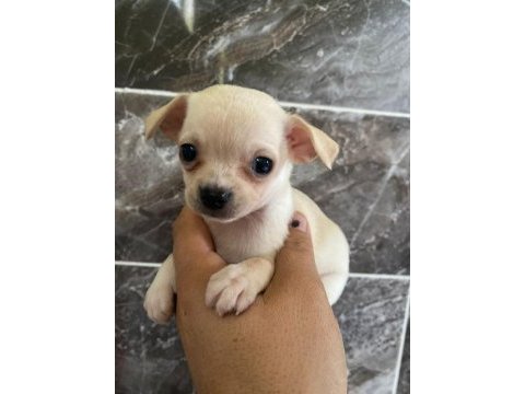 Chihuahua sevgililer gününe özel kampanya