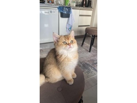 British shorthair dişi yavrumuz