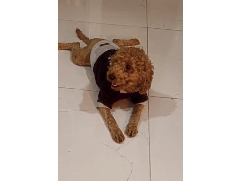 Acil yuvasını arıyoruz toy poodle