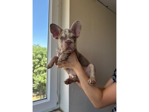 Egzotik yavru köpekler