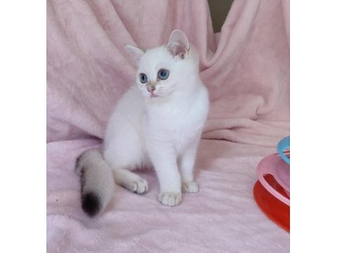 Safkan british shorthair