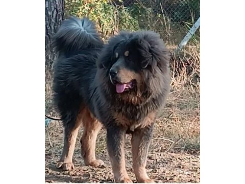 Dünyanın en değerli köpeği tibet mastifi
