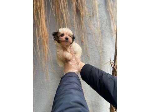 İlgi delisi yavru morkie