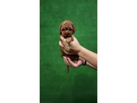 Toy poodle 1 dişi ve 1 erkek