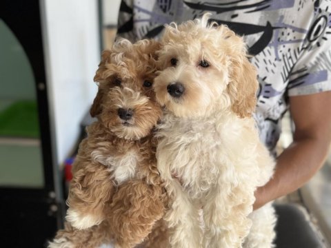 Petmode köpek çiftliğinden ziyarete açık maltipoo