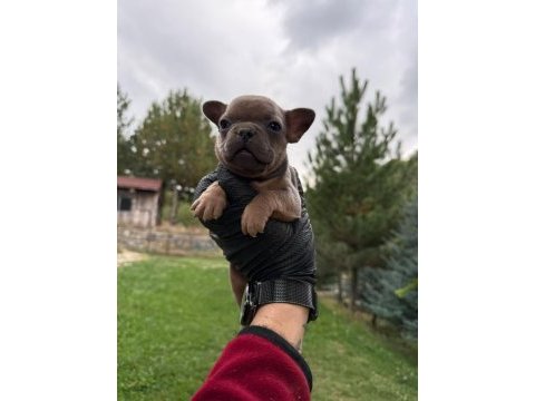Blue tan french bulldog yavrular