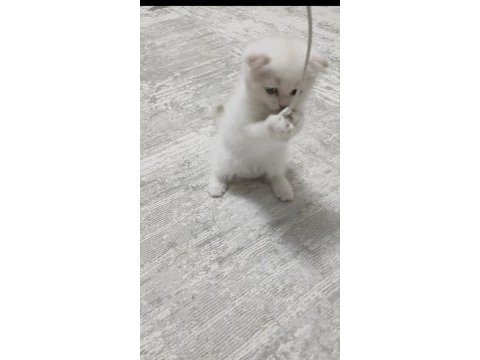 2 aylık beyaz yavru kedim