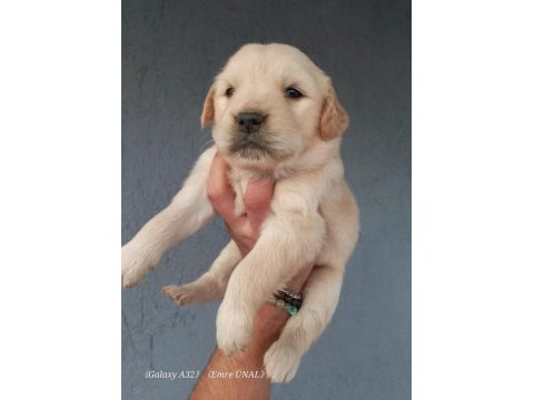 Baby face golden retriever yavrular