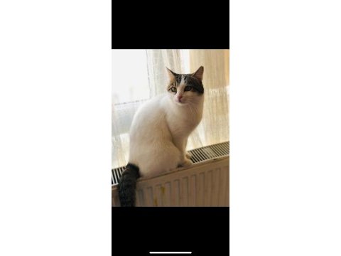Calico güzel kız tekir