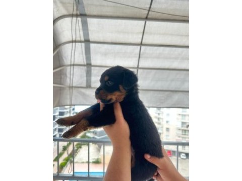 Mersin rottweiler