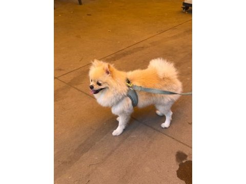 Sevimli pomeranian yavrular