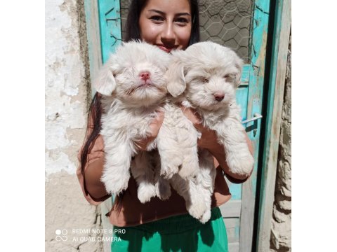 Maltese terrier
