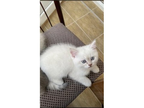 45 günlük british shorthair bilgi için mesaj atınız