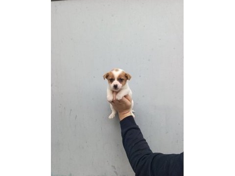 A kalite jack russell bebekler