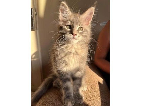 Çok güzel dişi maine coon silver renk