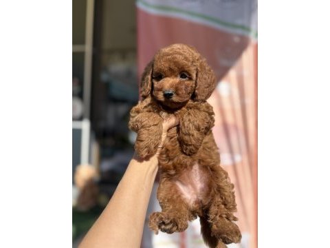 Toy poodle prenses