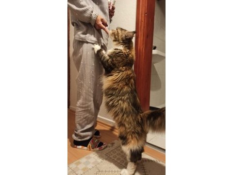 Tüm aşı ve belgeleri eksiksiz şecereli safkan maine coon