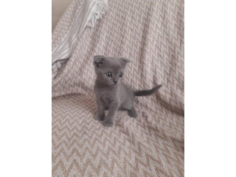 Birinci kalite blue point scottish fold yavrular