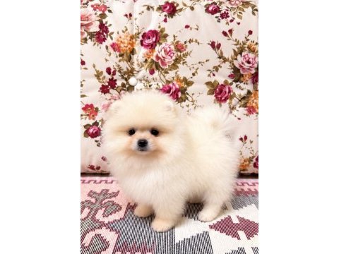 Biblo pomeranian boo