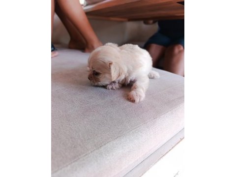 Antalyadan 0 numara safkan maltese terrier yavruları