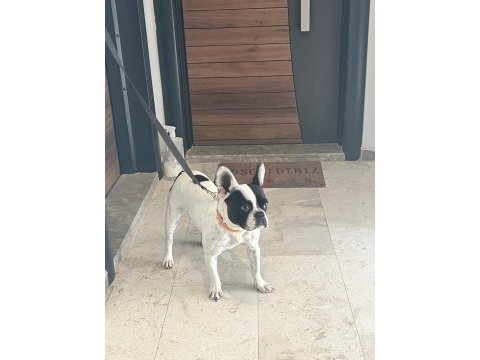 2.5 yaşında french bulldog dişi