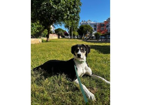 Sevimli dostumuz köpeğimize acil yuva arıyoruz