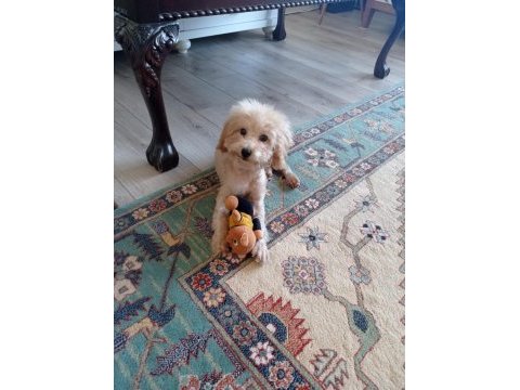 Oyuncu max toy poodle