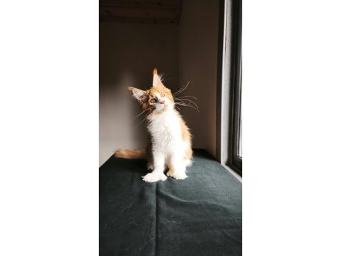 Xxl maine coon erkek tüm aşı ve belgeleri dahil şecereli