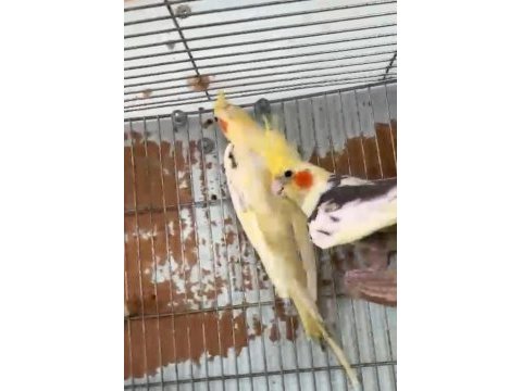 Sağlam yavrularını aldığım sultan papağanı çiftler