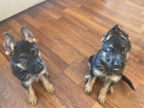 Safkan alman kurt köpeği