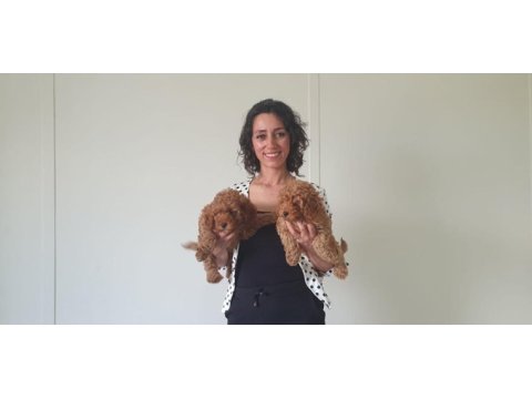 Fci scr li anne babadan poodle yavrularımız