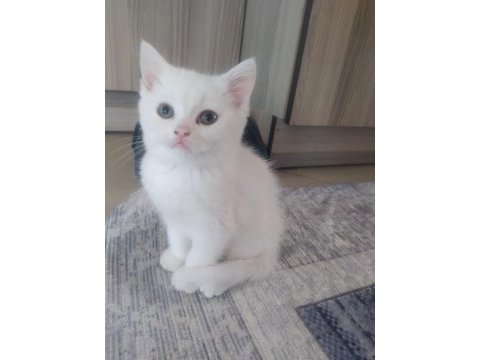 Bebek kedilerimiz yeni yuvasını arıyor