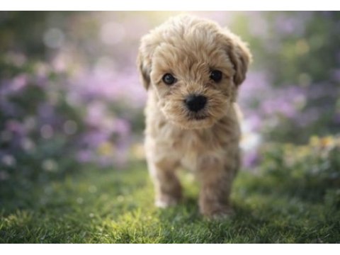 Maltipoo yavrular