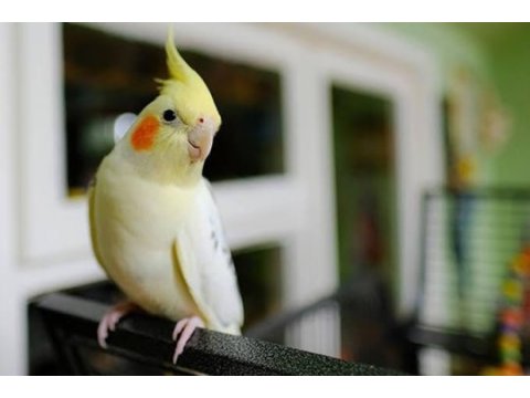 Yetişkin ele alışkın albino sultan papağanı