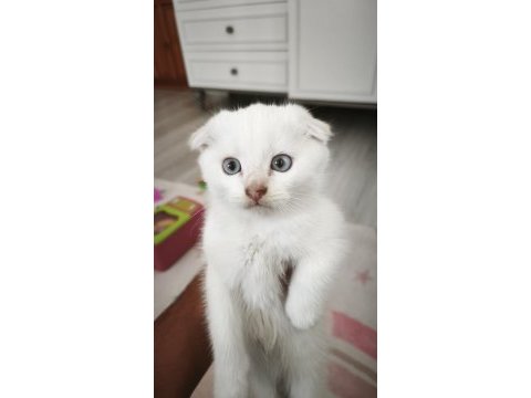 Scottish fold yavru kediler